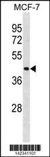ILF2 Antibody