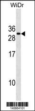 FADD Antibody
