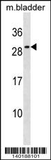 Il27 Antibody