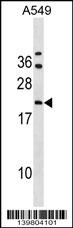 GRPEL2 Antibody