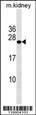 GRPEL2 Antibody