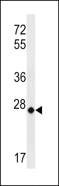 MT-CO3 Antibody