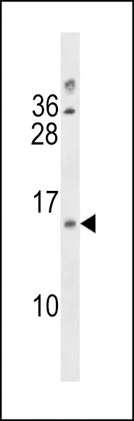 LIMS3 Antibody
