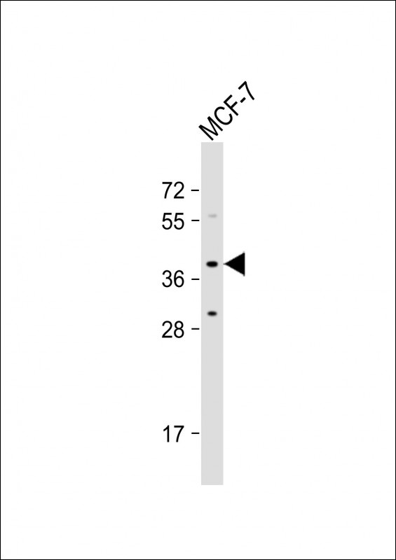 OR4X1 Antibody