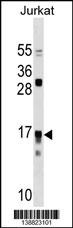 IL17RC Antibody