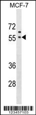 GORASP1 Antibody