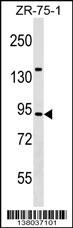 TRAF3IP1 Antibody