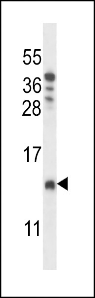 COA4 Antibody