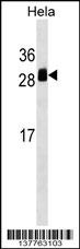 TMED1 Antibody