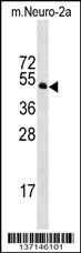 Stk39 Antibody