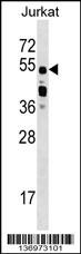 CELF2 Antibody