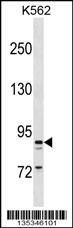 TAS1R3 Antibody