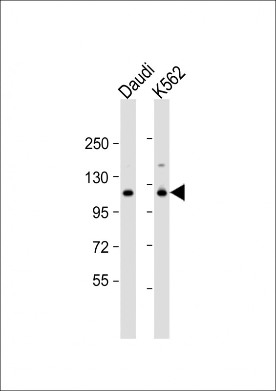 STAT2 Antibody