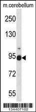 FBLN1 Antibody