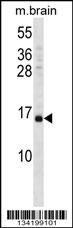 VAMP3 Antibody