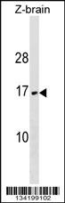 VAMP3 Antibody