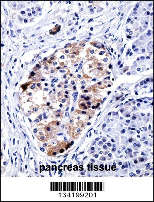VAMP3 Antibody
