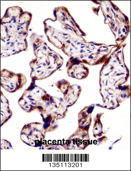 TEAD3 Antibody