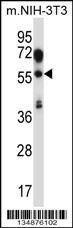 TEAD2 Antibody