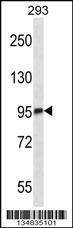 Mark3 Antibody
