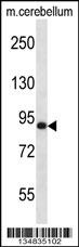 Mark3 Antibody