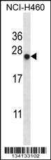 BAG2 Antibody
