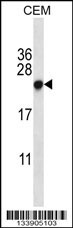 CBX5 Antibody