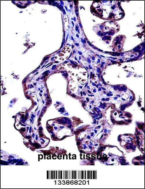 CD97 Antibody