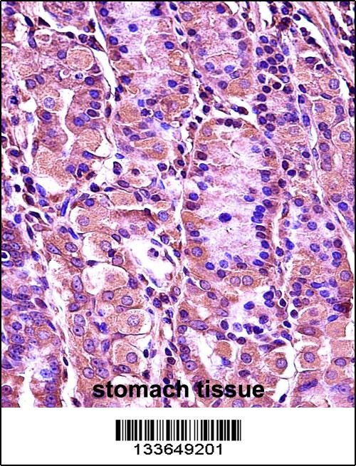 SYT1 Antibody