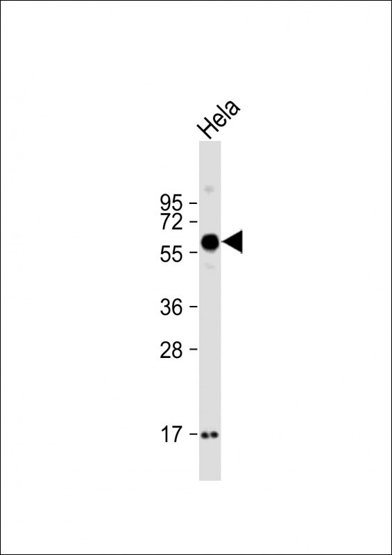 SMOC1 Antibody