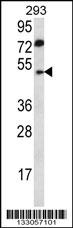 ABHD2 Antibody