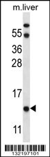 UQCRB Antibody