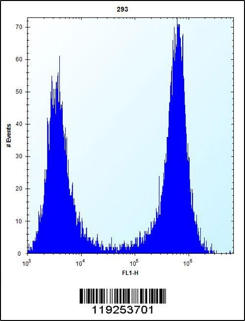 CTSK Antibody