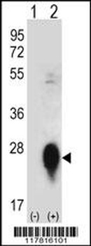 CLEC3B Antibody