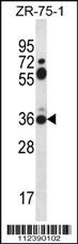 STX2 Antibody