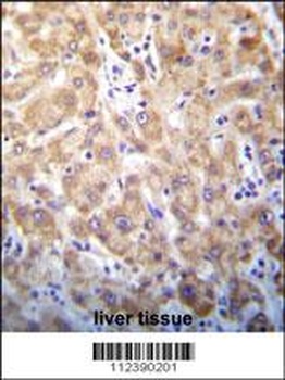 STX2 Antibody