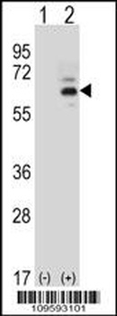 FASTK Antibody