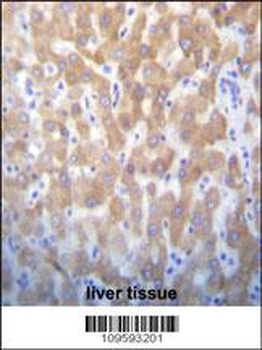 FASTK Antibody