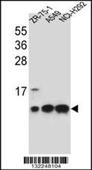 COX6B1 Antibody