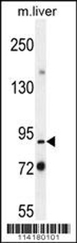 Parp9 Antibody