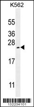 VEGFA Antibody