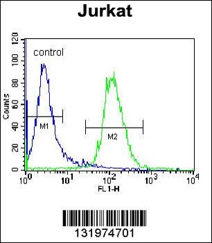 NKD2 Antibody