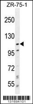 PCDHA8 Antibody