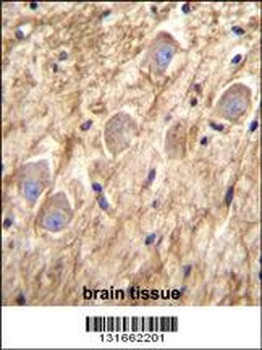 PCDHGA8 Antibody