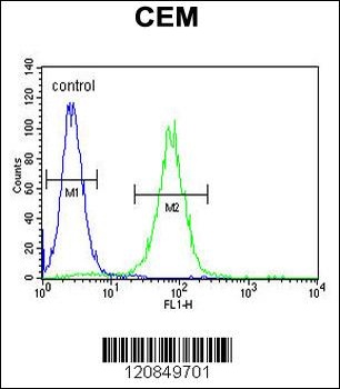 FOLH1B Antibody