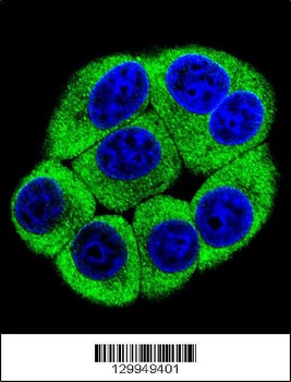 OR2T3 Antibody