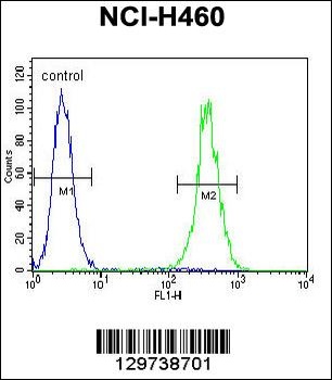 LRRC38 Antibody