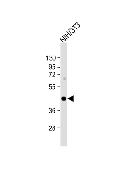 IRF9 Antibody