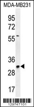 TNFAIP8L3 Antibody