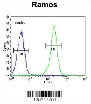 PAX5 Antibody